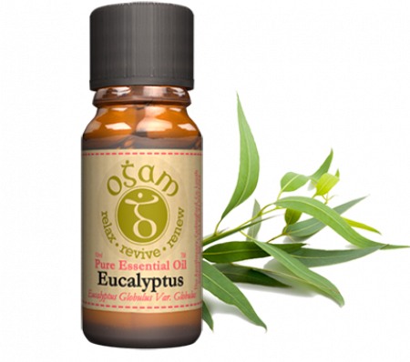 Eucalyptus | Essential oil