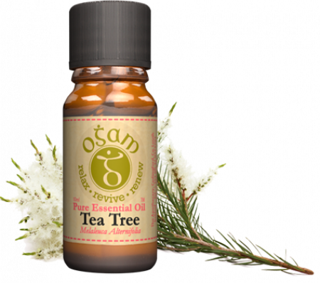 Tea tree | Essential Oil
