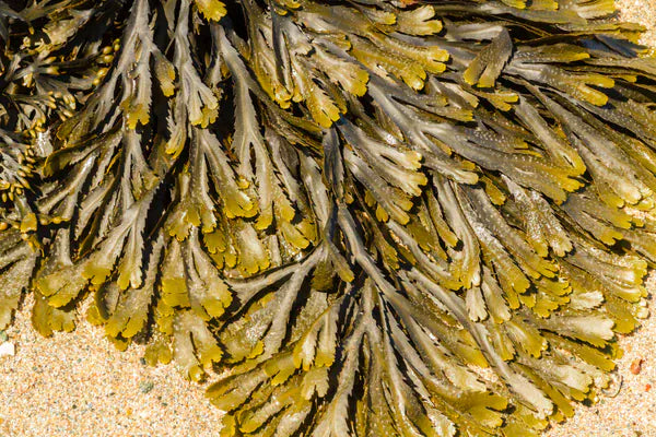 Donegal Soap Company Donegal Seaweed | Bar Soap