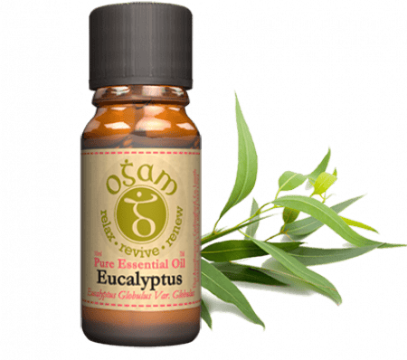 Ogam Oils Essential Oils Eucalyptus | Essential oil