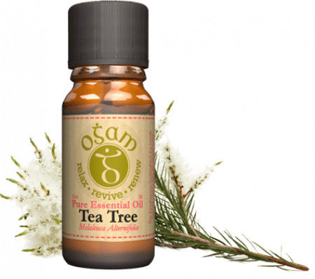 Ogam Oils Essential Oils Tea tree | Essential Oil